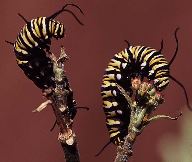 all-of-nature-monarch-caterpillar-prepares-to-become-chrysalis